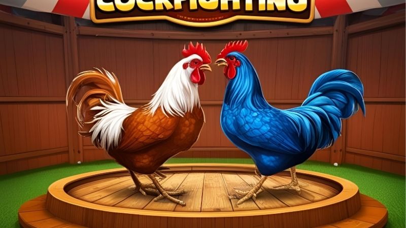 AOG Đá Gà – Trải nghiệm đấu trường gà đỉnh cao tại Kubet